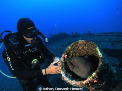 giant moray by Ashley Deevesh Hemraj 
